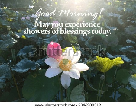 Morning inspirational quote - Good Morning. May your experience showers of blessings everyday. With white pink lotus flowers background blooming and growing on pond, surrounding by green leaves.