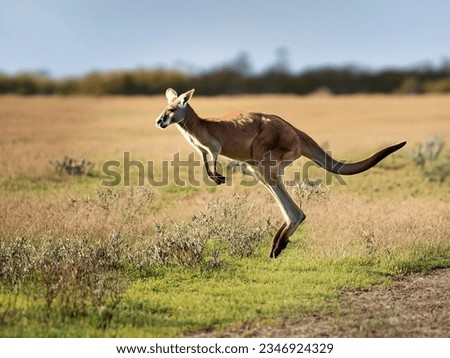 A kangaroo crosses a meadow by jumping in Merauke, Papua, Indonesia
