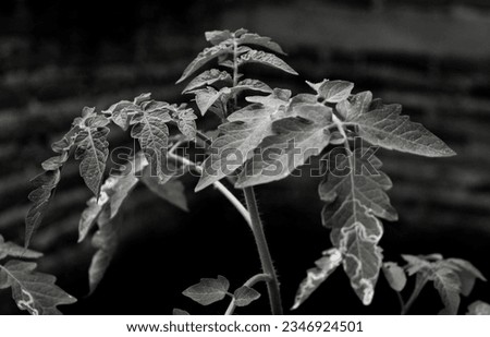 
photograph of a plant in black and white