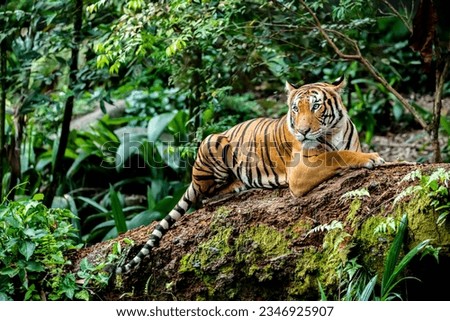 The closeup image of Malayan tiger (Panthera tigris jacksoni). 
It is a tiger population in Peninsular Malaysia. This population inhabits the southern and central parts of the Malay Peninsula Royalty-Free Stock Photo #2346925907