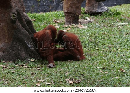 The adorable actions of orangutans when playing with others, these animals can imitate humans in general