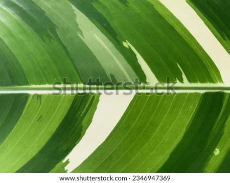 Green shades of banana leaf