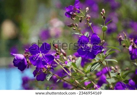 beautiful purple blossoms Lovely portrait picture.