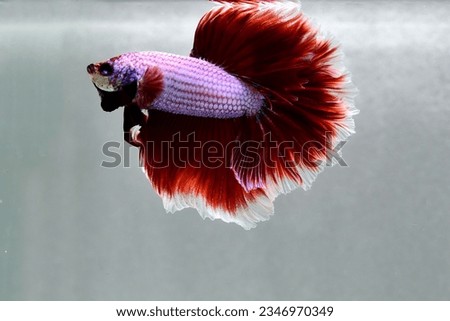 Betta fish from Thailand, halfmoon, crowntails, halfmoon plakat and wild type, Siamese fighting fish in isolated different color grey, blue, black background