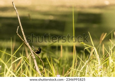 A red backed fairywren perched on a branch in long grass