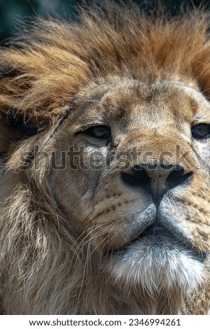 Abstract photo of a mature male lion. Detail of the lion's face. Resting lion, mane, muzzle, eyes. A dangerous large predator. Feline, detail, animal portrait.