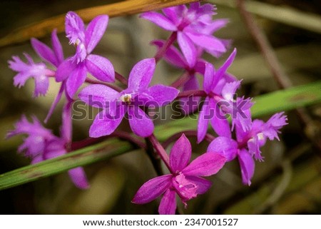 A bunch of purple Crucifix Orchid flowers