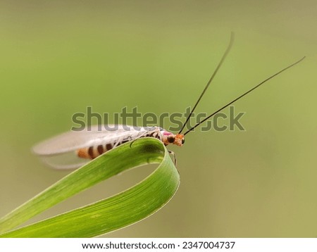 Chrysopa is a genus of green lacewings in the neuropteran family Chrysopidae. The insect order Neuroptera, or net-winged insects, includes the lacewings, mantidflies, antlions, and their relatives.