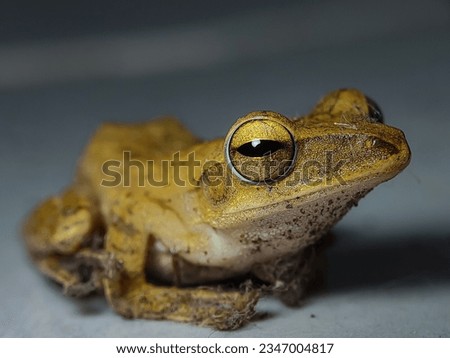 Polypedates is a genus of frogs in the family Rhacophoridae, the shrub frogs and Paleotropic tree frogs. They belong to subfamily Rhacophorinae. whipping frogs.