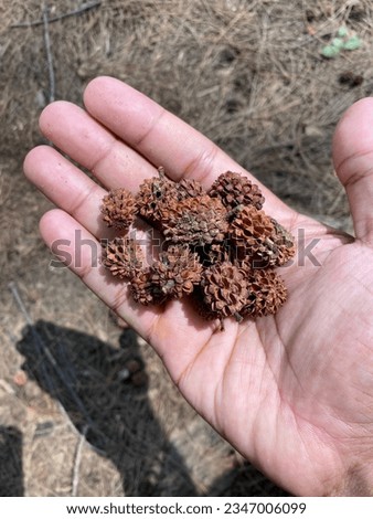 Holding pine cones in the hand.