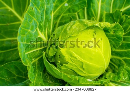 Young head of white cabbage eaten by pests, close-up. Holes in the leaves of cabbage growing in the home garden. Spoiled harvest of homemade vegetables Royalty-Free Stock Photo #2347008827
