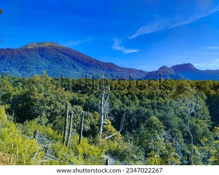 tropical forest vegetation on Mount Ciremai, West Java