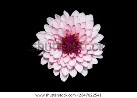 Light pink chrysanthemum flower isolated on black background