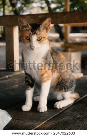 Local wild cat stares at the camera Royalty-Free Stock Photo #2347022633