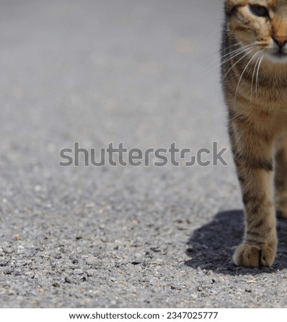 Cat walking towards the photographer.