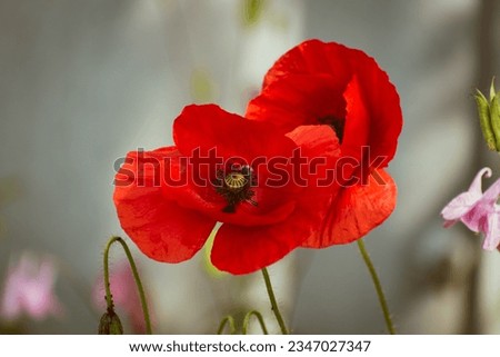 Close up of red poppy flower, nature wallpaper with copy space