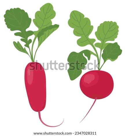 Radishes in flat style. Vector vegetable on a white background. Farm organic product. Pink root vegetable with green leaves. Royalty-Free Stock Photo #2347028311