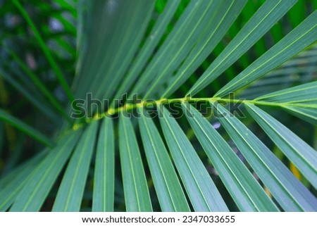 Close up of green palm leaf in the garden. Tropical nature background.