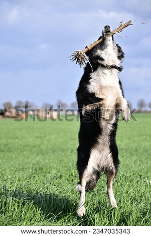 Border Collie carries sticks in its mouth, game