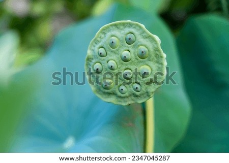 Pod of many lotus seeds in a garden lotus pod with green leaves on the background of nature.