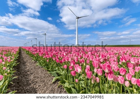field with rose pink triumph tulips (variety ‘Dynasty’) in Flevoland, Netherlands Royalty-Free Stock Photo #2347049981