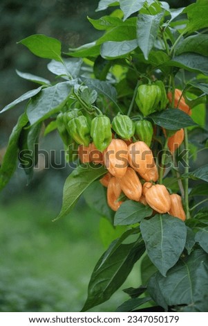 Closeup on orange ripe and green unripe habaneros (Capsicum chinense). Royalty-Free Stock Photo #2347050179