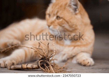 Unfocused background. Soft focus on the valerian root. Valerian root in the foreground. In the background lies a contented ginger cat. Royalty-Free Stock Photo #2347050723