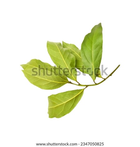 Isolated on a white background, a dried aromatic bay leaf twig. Picture showcasing a laurel bay harvest for eco-conscious cooking endeavors. A source of antioxidant-rich kitchen herbs.