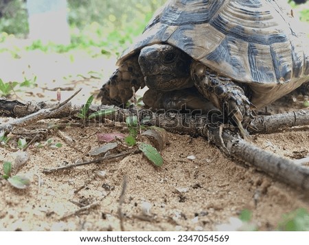 little cute wild turtle walking