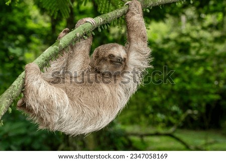 Brown-throated three-toed sloth  (Bradypus variegatus) on tree, Costa Rica - stock photo Royalty-Free Stock Photo #2347058169