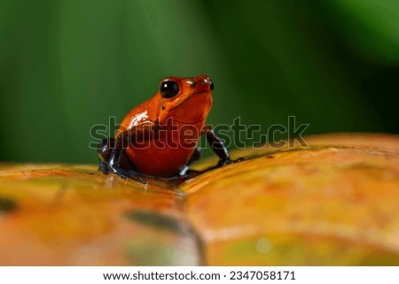  Strawberry Poison-dart Frog (Oophaga pumilio) from the tropical rain forest of Costa Rica, Central America _ stock photo Royalty-Free Stock Photo #2347058171