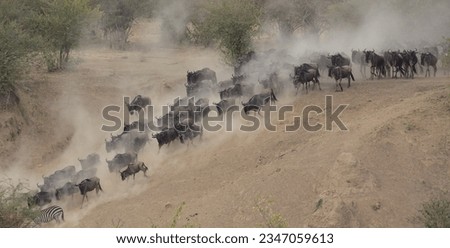 seventh wonder of the world. The wild beasts crossing the mara river migrating from Serengeti National reserve to masai mara game reserve. Royalty-Free Stock Photo #2347059613