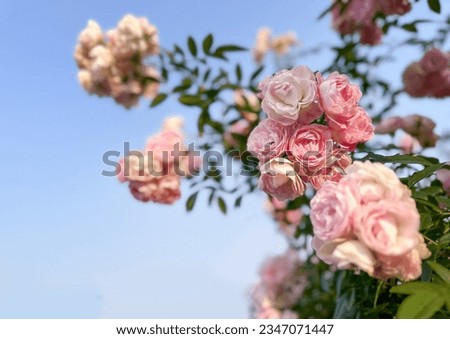  Rose flower on background pink roses flower in the garden of roses. Nature.