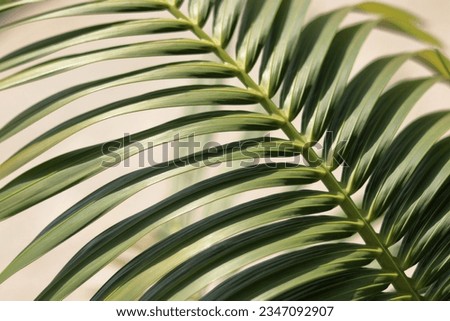 Natural green leaves plants. Cover page greenery environment ecology wallpaper. Natural background. Green Tropical Palm leaf nature on blurred greenery background. Beautiful leaf texture in sunlight. Royalty-Free Stock Photo #2347092907