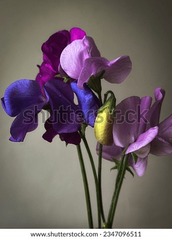 Beautiful purple sweet pea stem on moody grey background. Stylish flower still life, artistic composition. Floral vertical wallpaper. Lathyrus