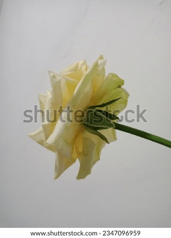 A white rose with a white background is photographed from below.
