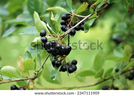 Ripe, healthy and organic chokeberry. Aronia berries hang on a bush.
 Royalty-Free Stock Photo #2347111909