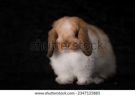 Cute rabbit in black background 