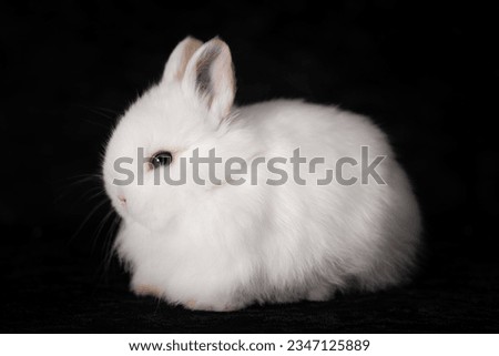 Cute rabbit in black background 