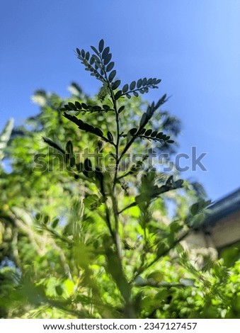 taking pictures of wild plants around the yard as stock photos