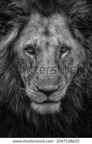 Wildlife close up photo of lion from Masai mara national forest in kenya