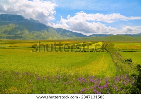 Blooming poppies and lentils at Piano Grande, Castelluccio, Italy 