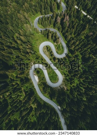 Snake road in the forest