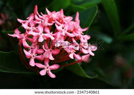 Close up image of blooming pink ashoka flower with green leaves background 