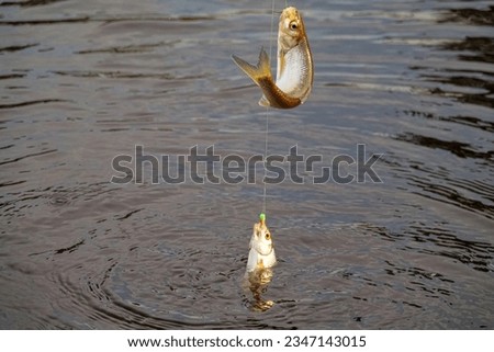 Roach. Gambling fishing on the river in the evening. Leger rig evening biting, bottom line set up. Two or three fishes are sometimes caught Royalty-Free Stock Photo #2347143015