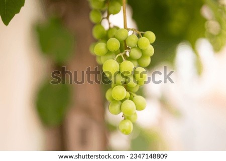 Grapes in the vineyard. Close-up on white ripe grapes on a vine with short depth of field in the background.