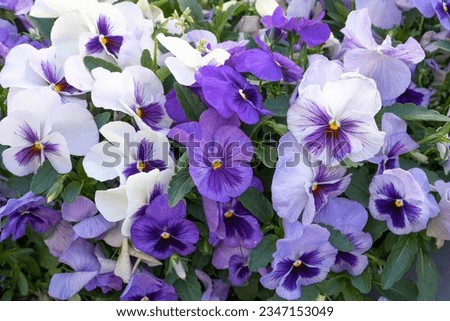 Purple Violet Pansies, Tricolor Viola Close up, Flowerbed with Viola Flowers, Heartsease, Johnny Jump up or Three Faces in a Hood Flower Texture Background Royalty-Free Stock Photo #2347153049
