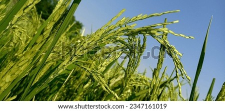 Indian paddy fields showcase the vibrant essence of agriculture in the country. With lush, swaying rice plants extending across fertile landscapes, they symbolize sustenance and cultural heritage. The Royalty-Free Stock Photo #2347161019