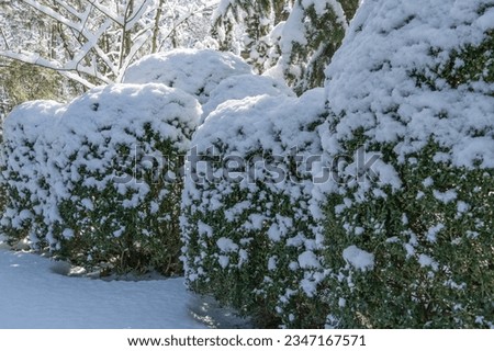 Perfect backdrop for any nature theme. Boxwood Buxus sempervirens or European box. Bright glossy green foliage under snow blanket against blurry winter background. Close-up. Selective focus.  Royalty-Free Stock Photo #2347167571
