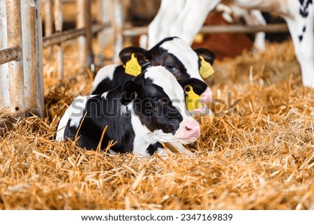 Close cute young calf lies in straw. calf lying in straw inside dairy farm in the barn. New born calf resting on straw bed Royalty-Free Stock Photo #2347169839